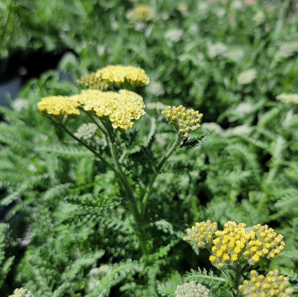 Achillea millefolium Moon Dust a