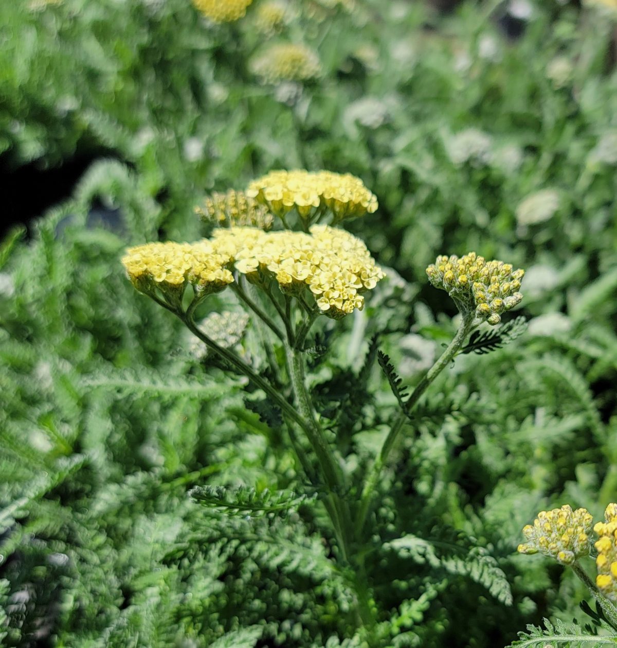 Achillea millefolium Moon Dust b