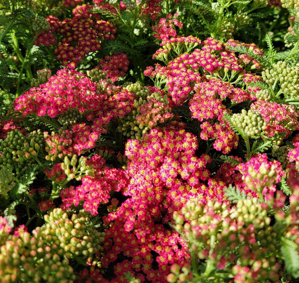 Achillea millefolium New Vintage Red a