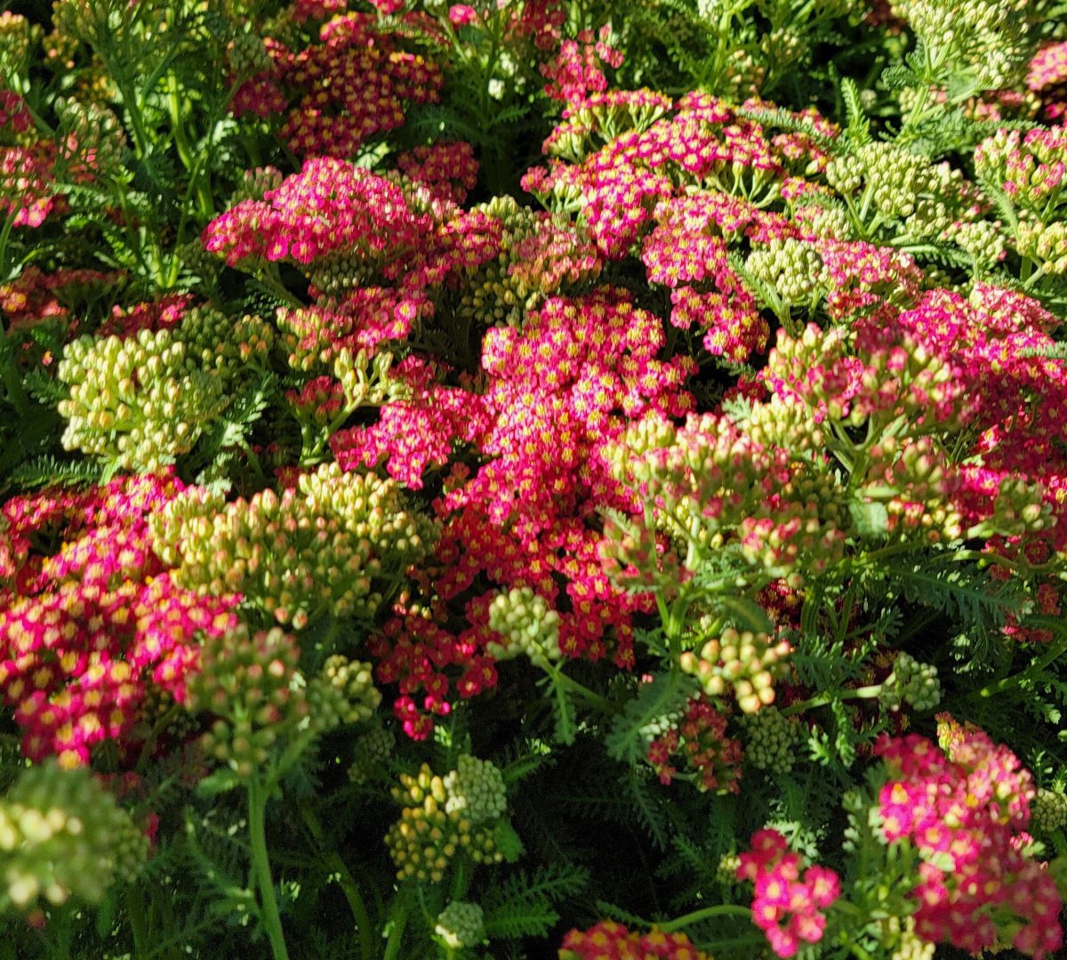 Achillea millefolium New Vintage Red b