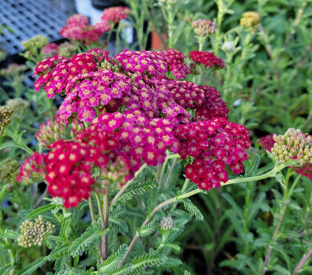 Achillea millefolium Red Velvet a scaled