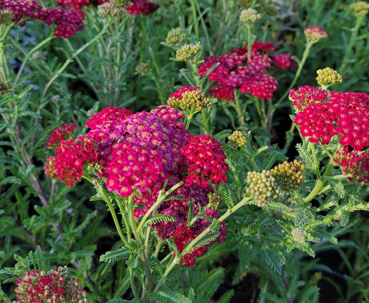 Achillea millefolium Red Velvet b scaled