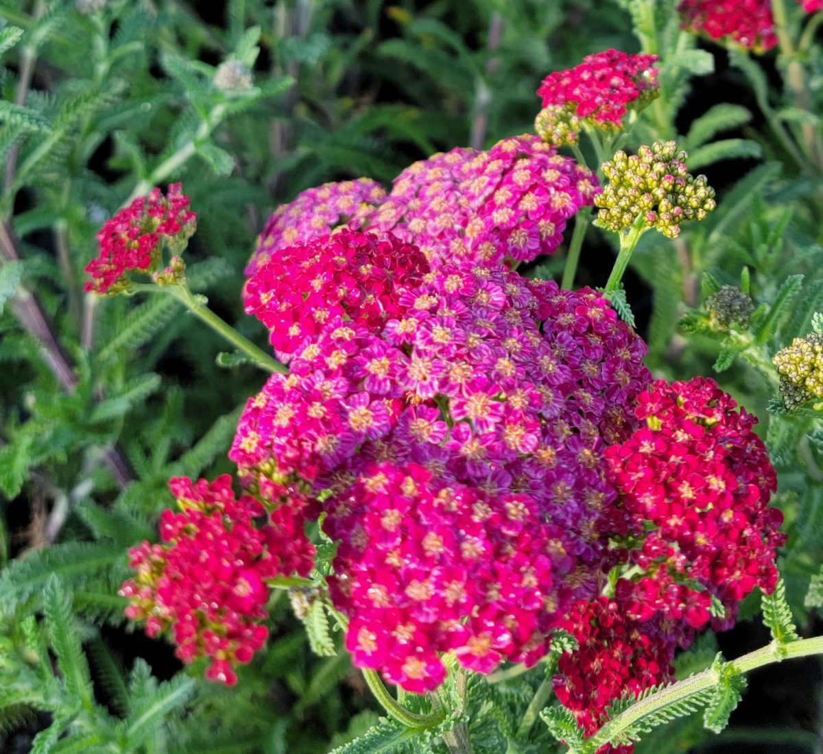 Achillea millefolium Red Velvet c