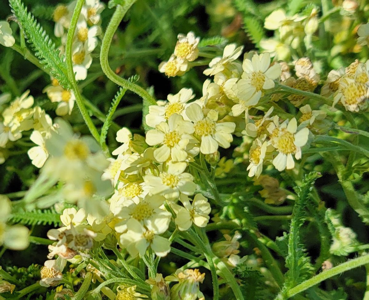 Achillea tomentosa King George c