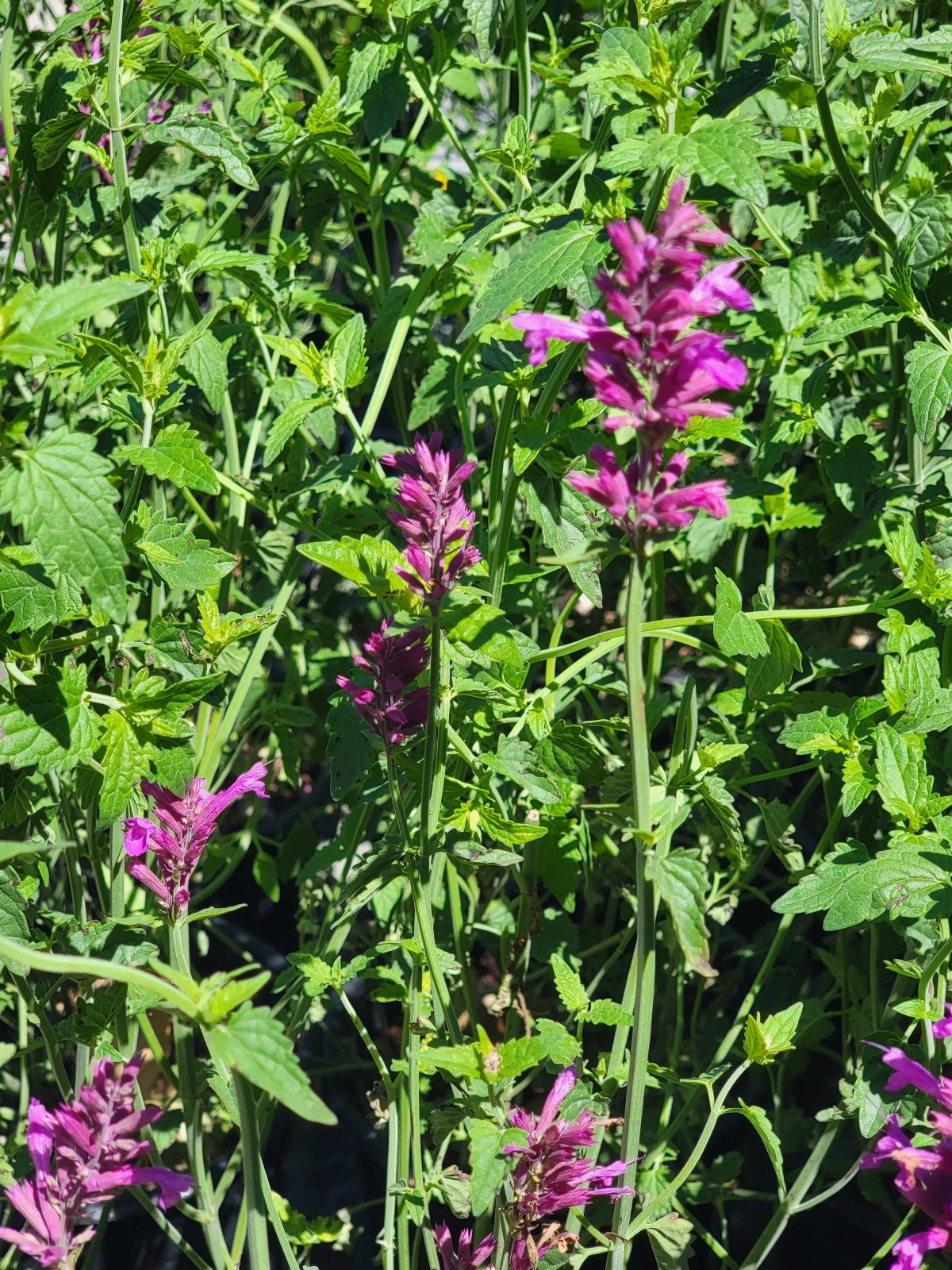 Agastache rugosa Heatwave a scaled