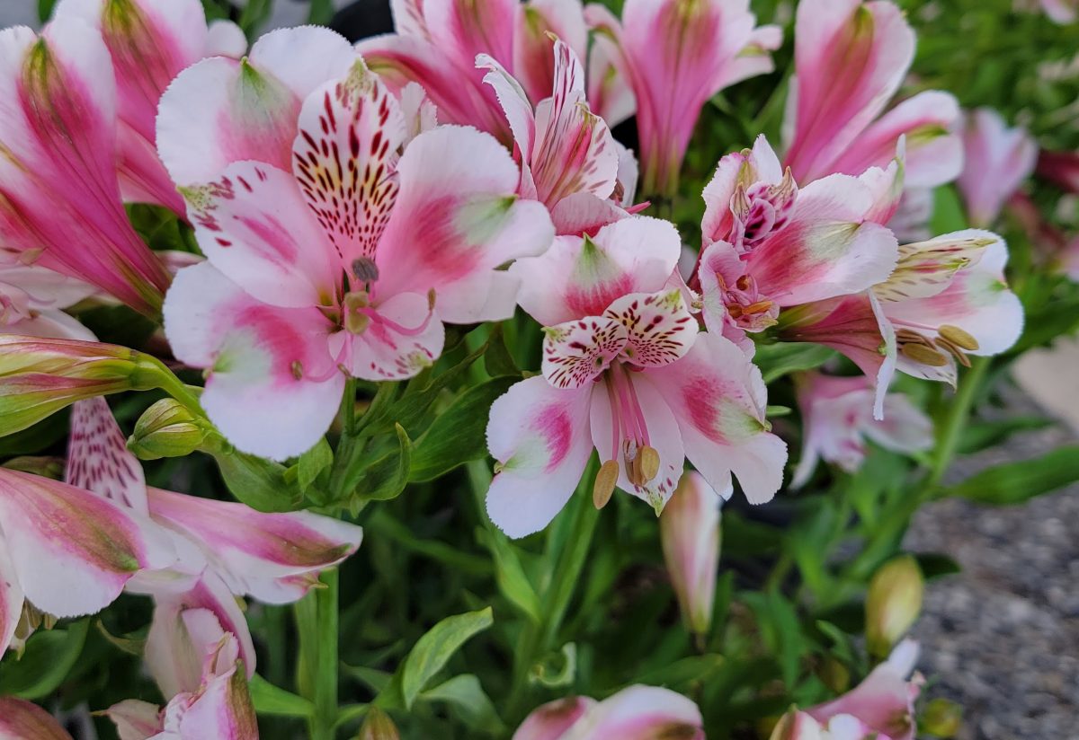 Alstroemeria Meyers White a scaled