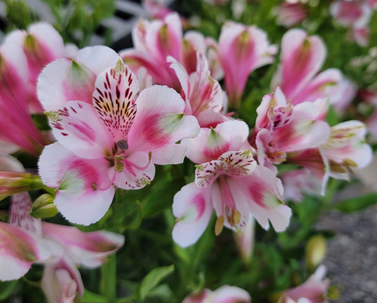 Alstroemeria Meyers White b scaled