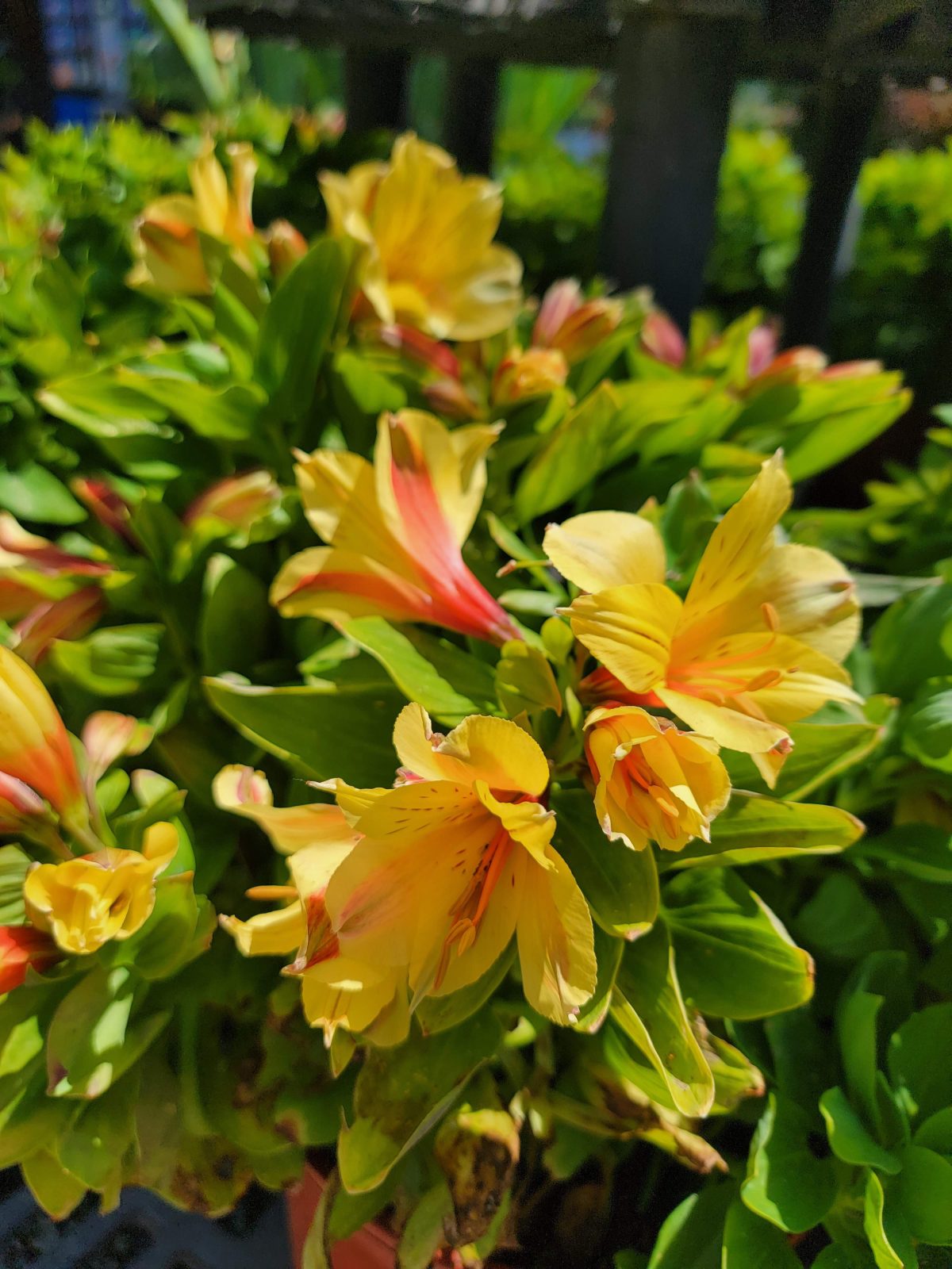 Alstroemeria Spring Valley a scaled