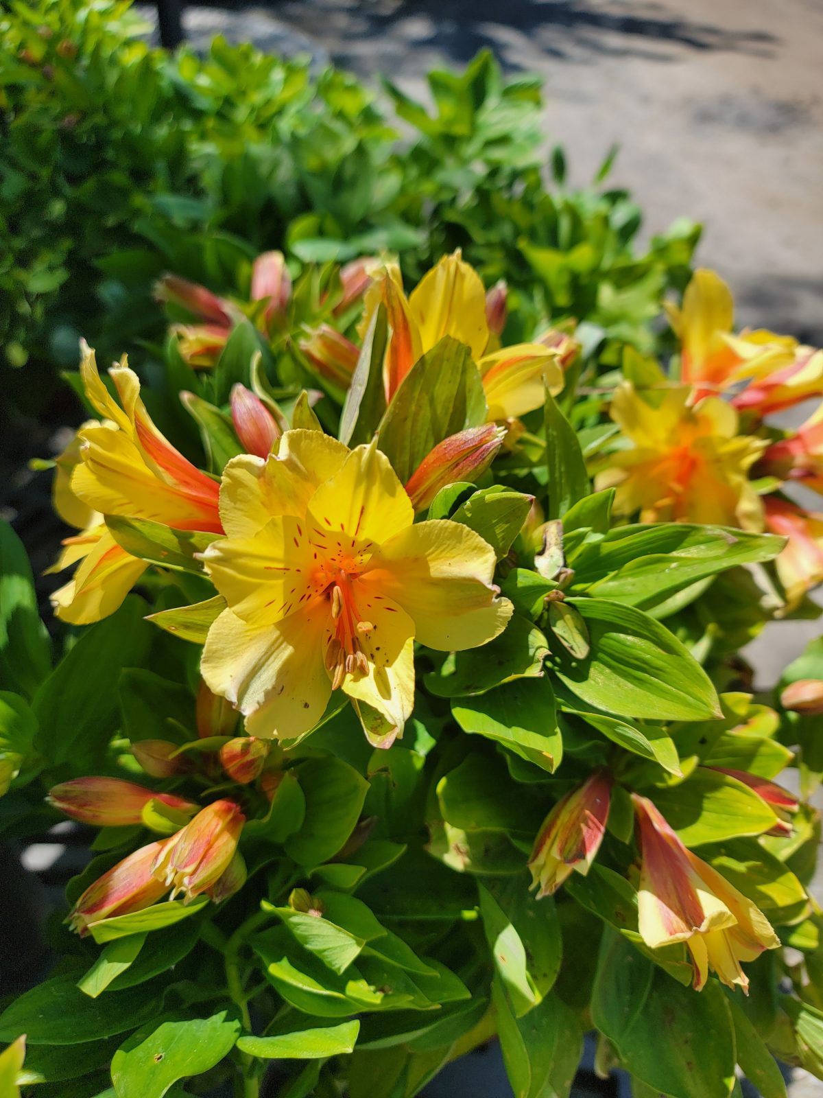 Alstroemeria Spring Valley b scaled