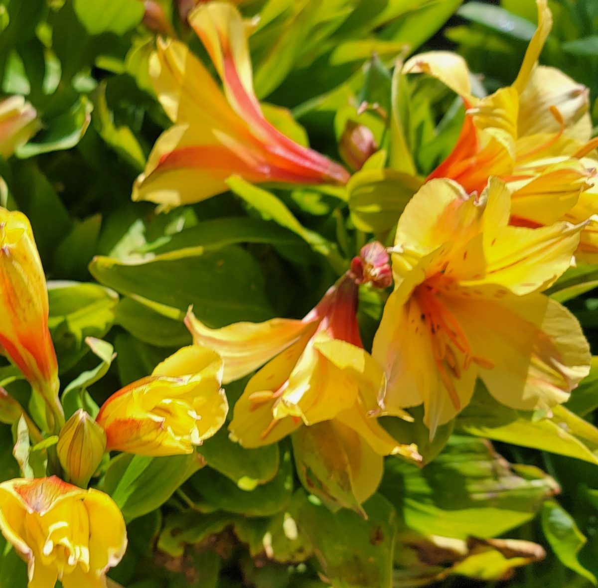 Alstroemeria Spring Valley c