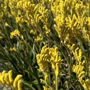 Anigozanthos Bush Nugget a