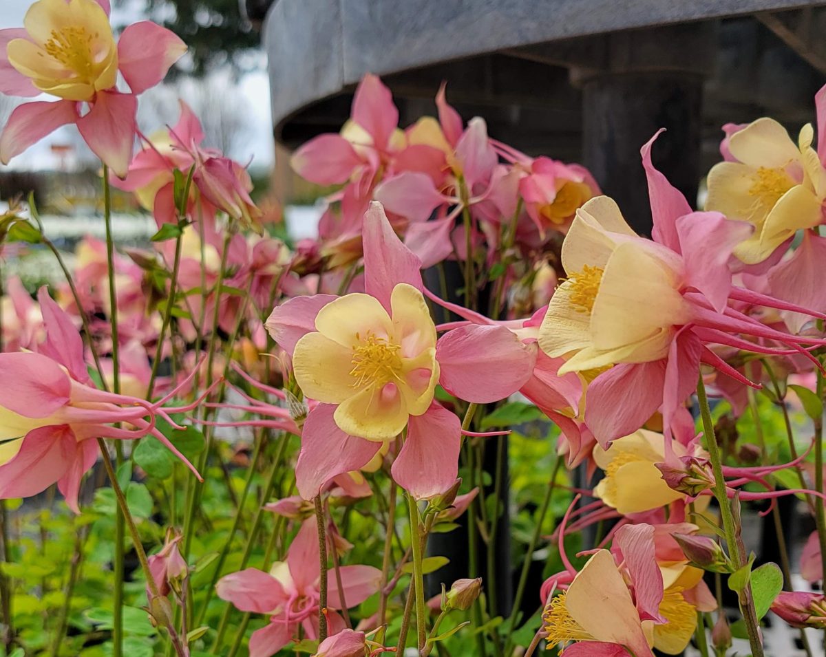 Aquilegia hybrid Swan Pink Yellow a scaled