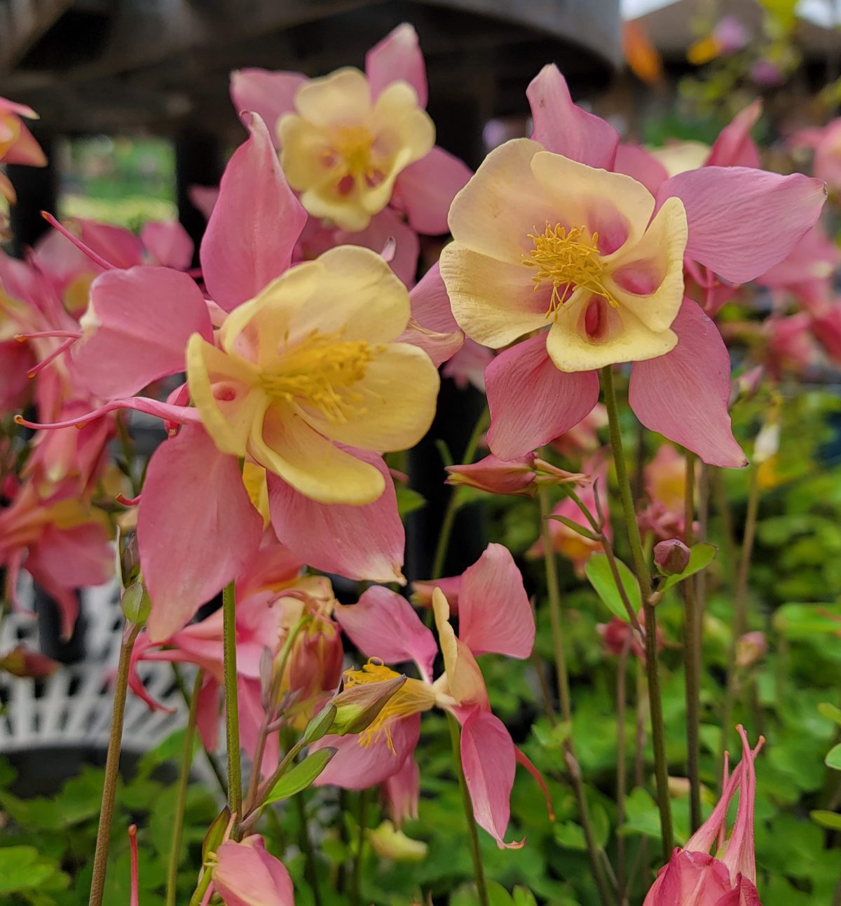 Aquilegia hybrid Swan Pink Yellow b scaled