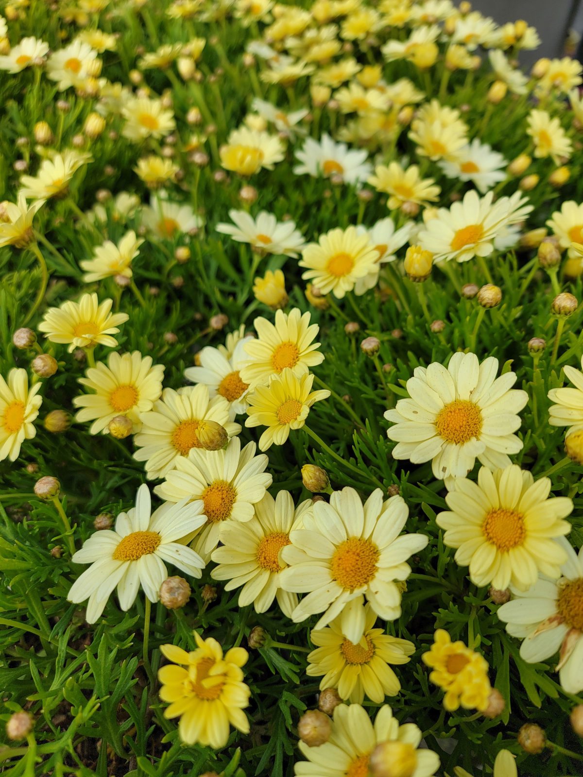 Argyranthemum frutescens Beauty Yellow a scaled