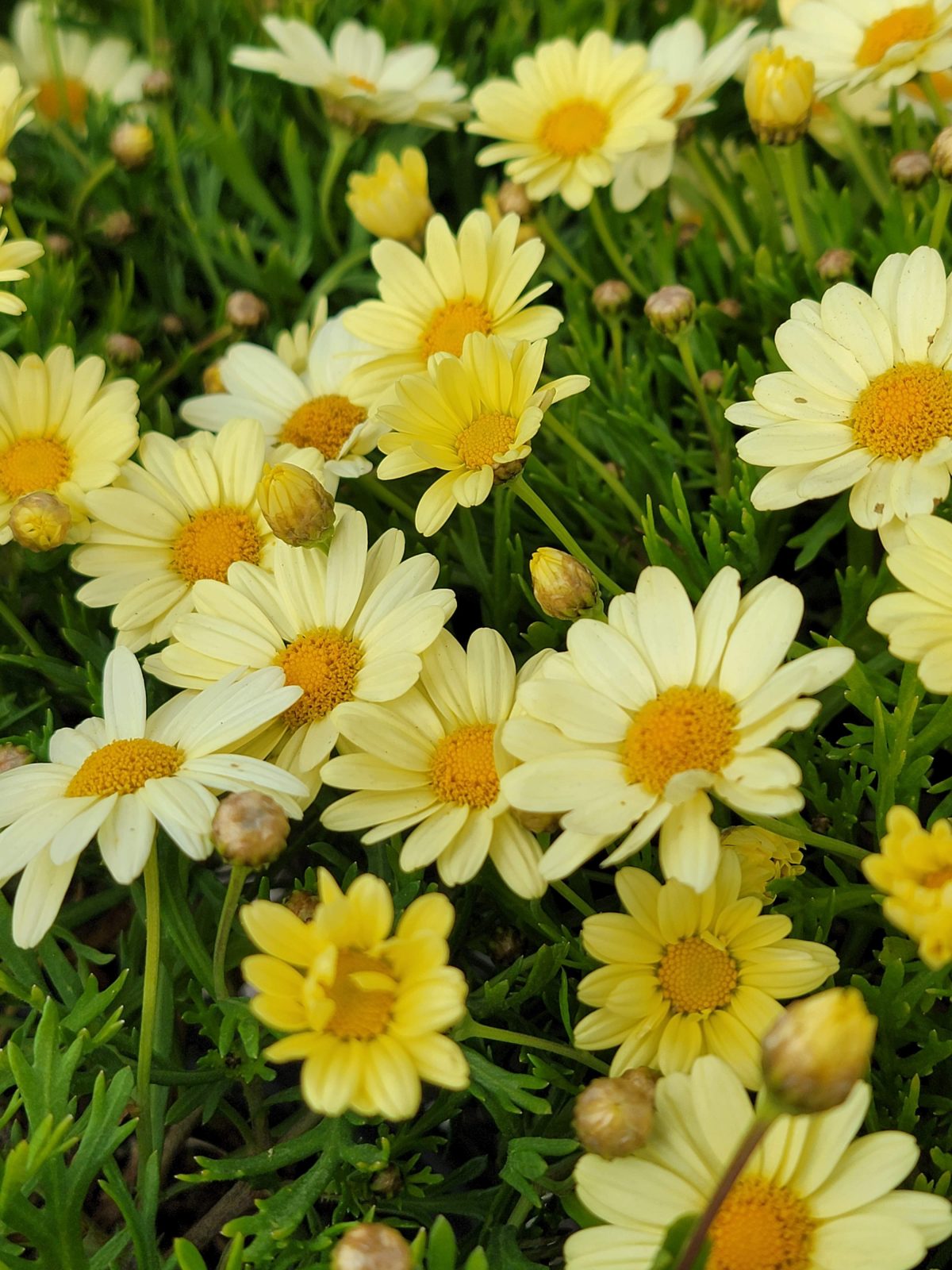 Argyranthemum frutescens Beauty Yellow b scaled