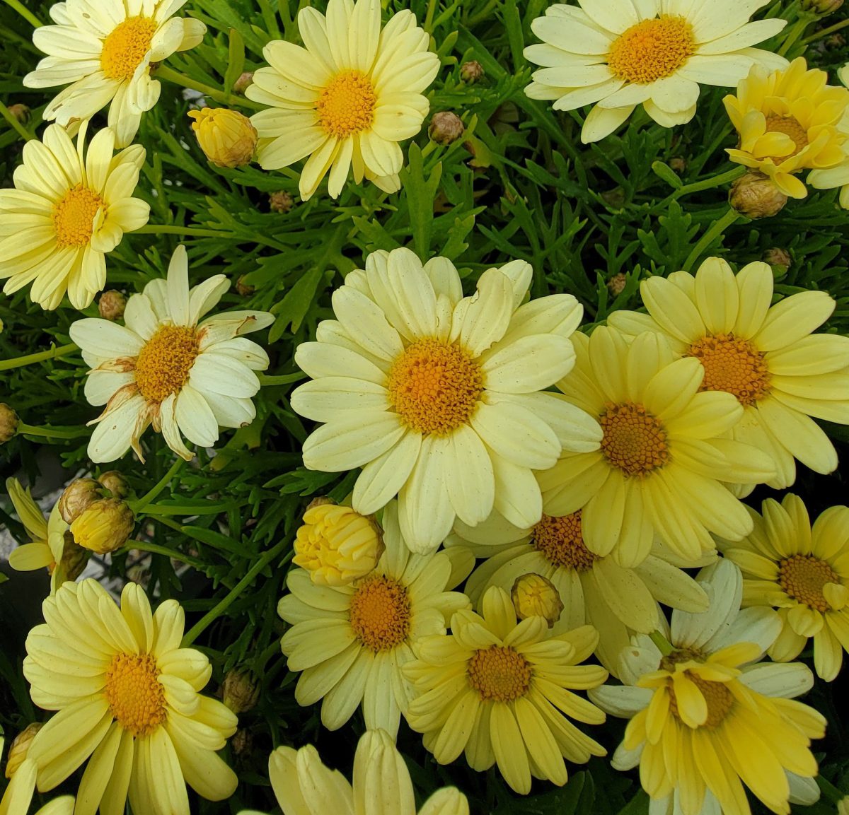 Argyranthemum frutescens Beauty Yellow c