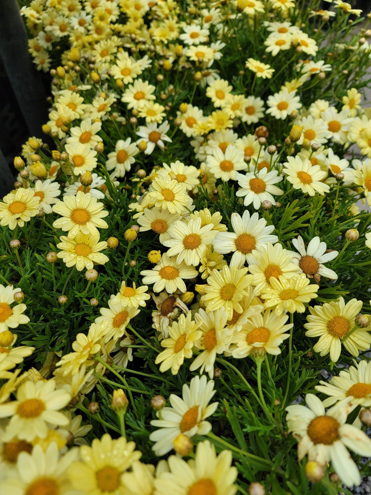 Argyranthemum frutescens Beauty Yellow d scaled