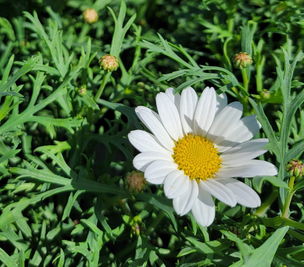 Argyranthemum frutescens Everest White a