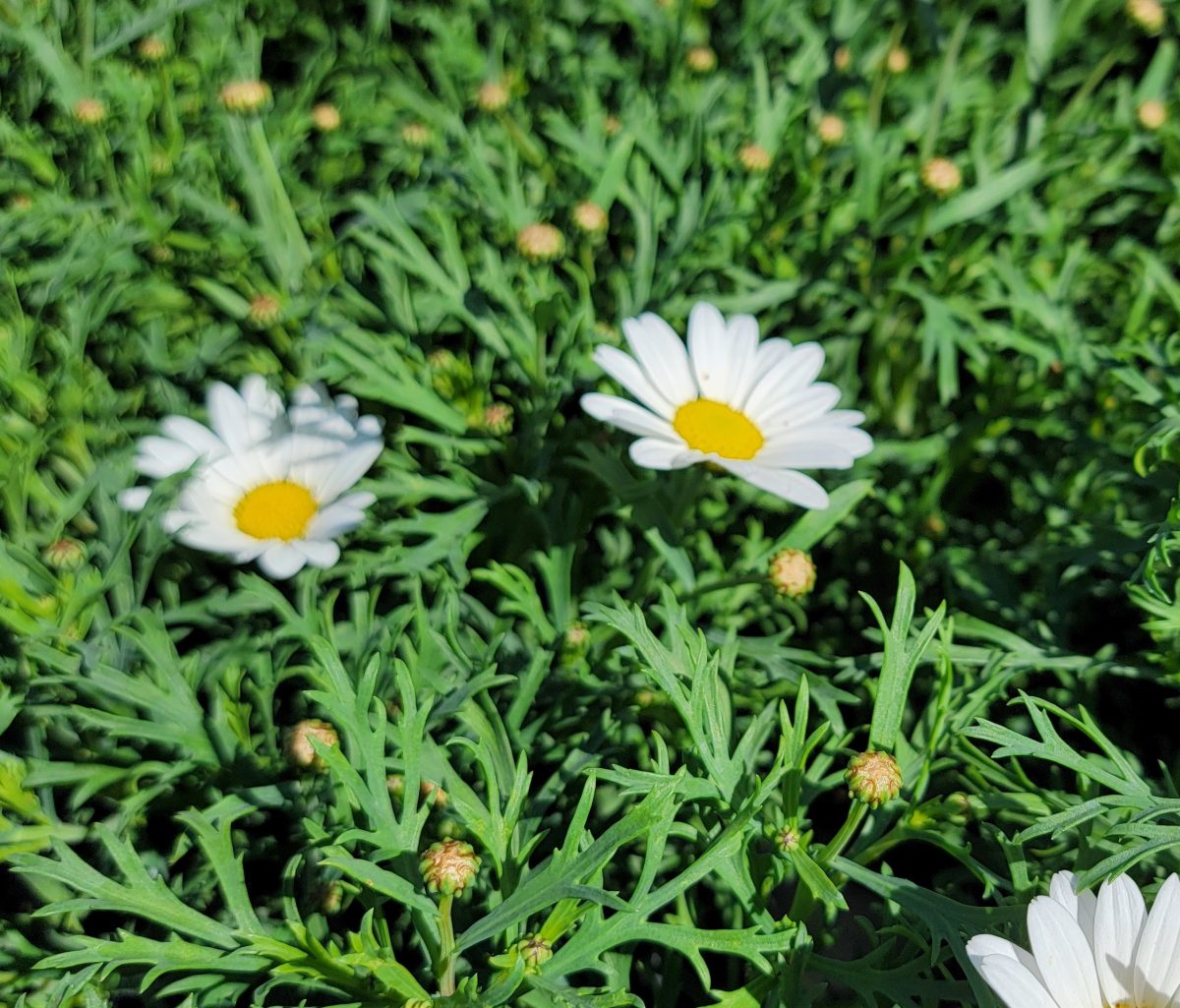 Argyranthemum frutescens Everest White b