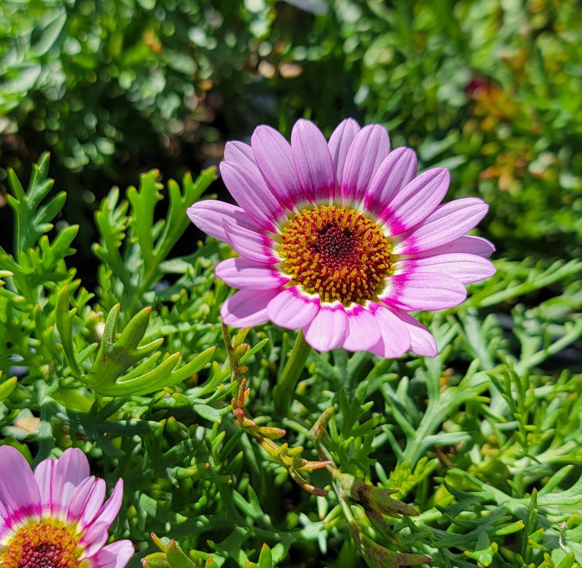 Argyranthemum frutescens Grandaisy Pink Halo a