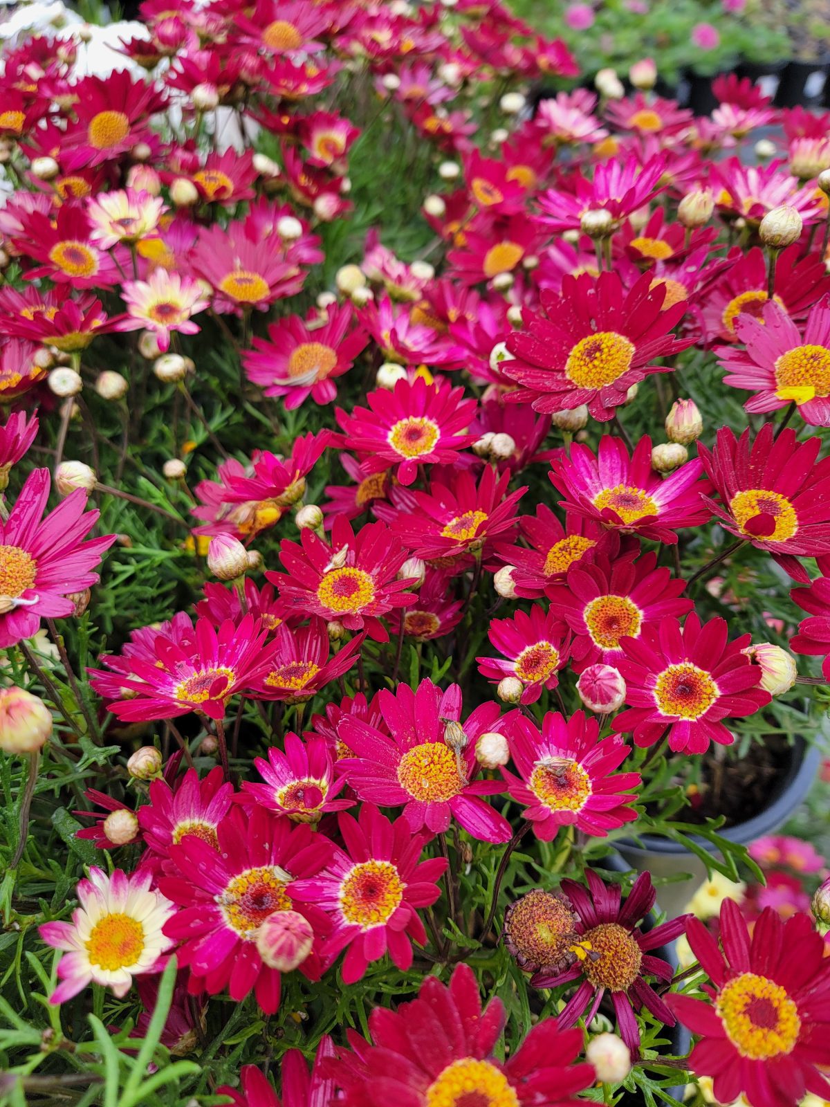 Argyranthemum frutescens Meteor Red a scaled