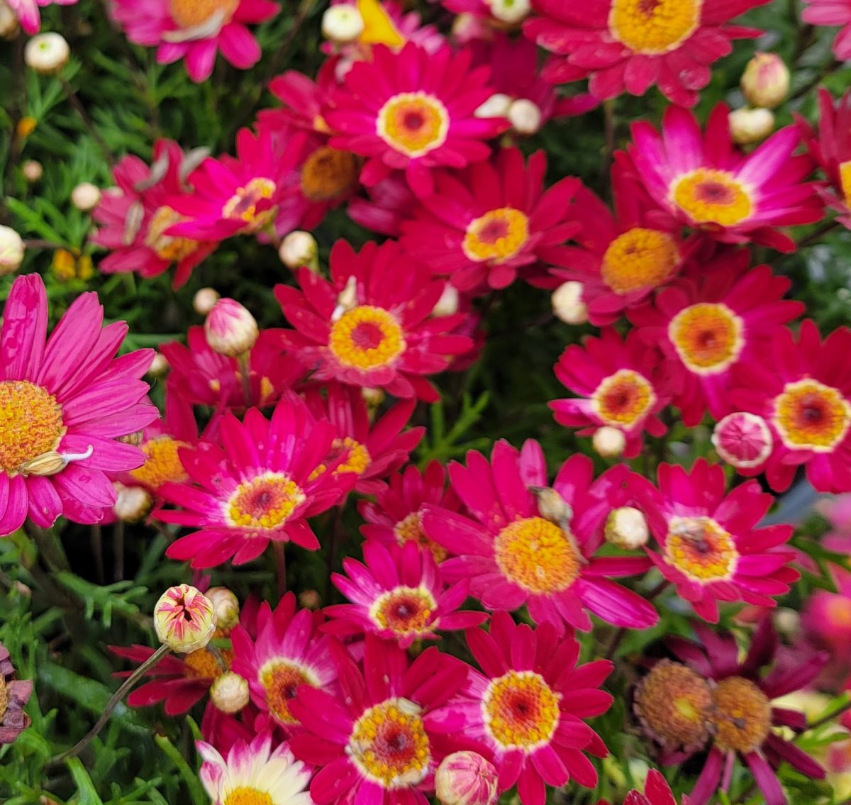 Argyranthemum frutescens Meteor Red b