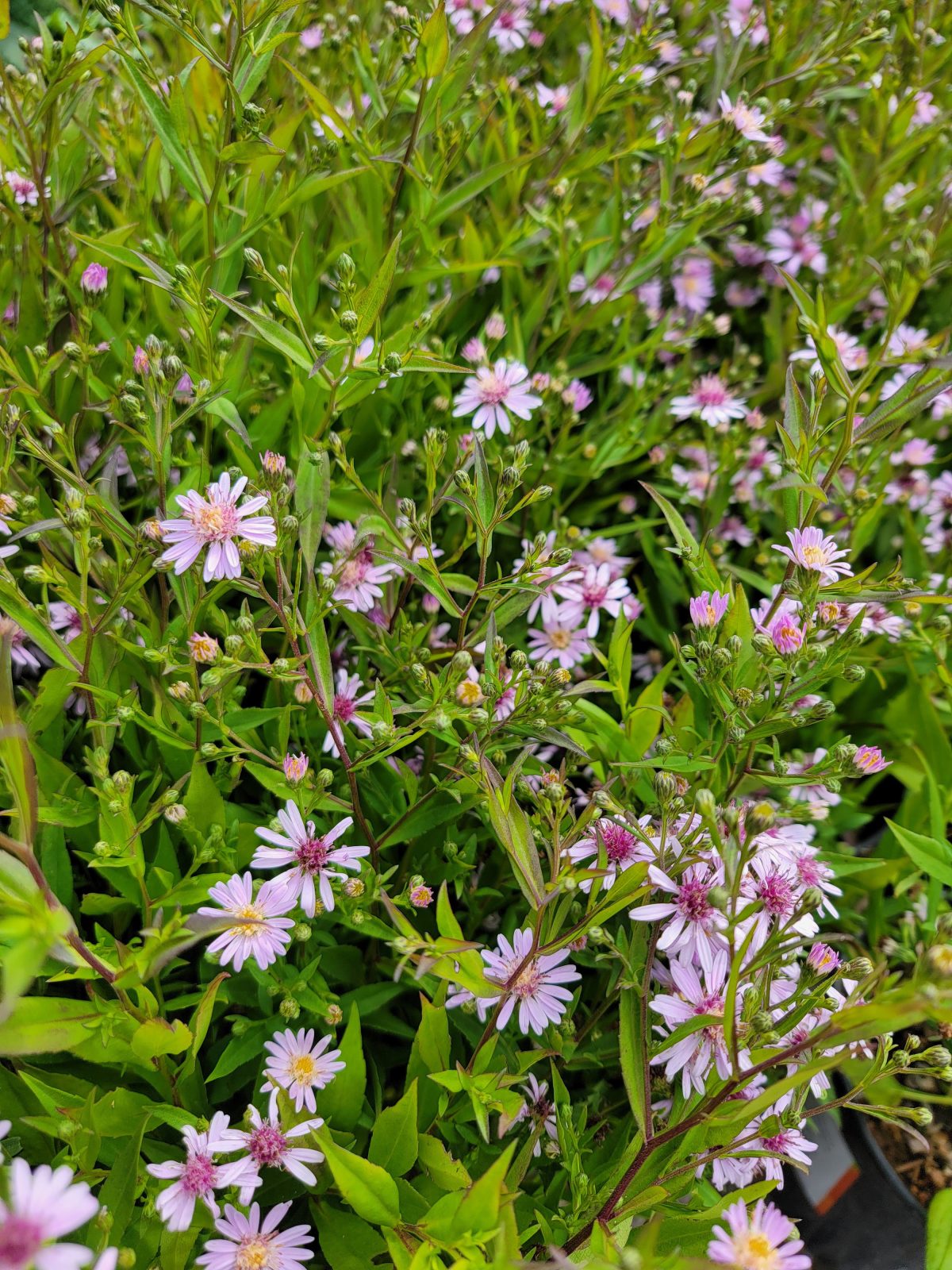 Aster oblongifolius Dream of Beauty a scaled