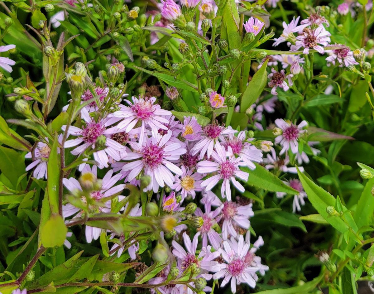 Aster oblongifolius Dream of Beauty b