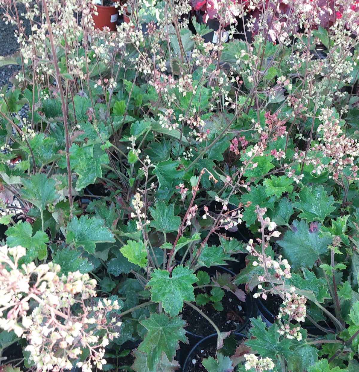 Astilbe chinensis Visions in Red a scaled