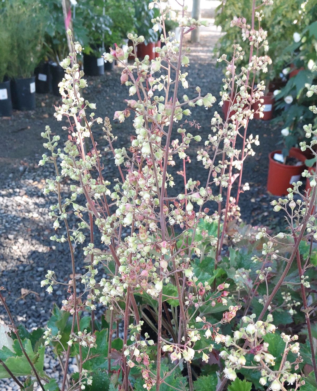 Astilbe chinensis Visions in Red b scaled