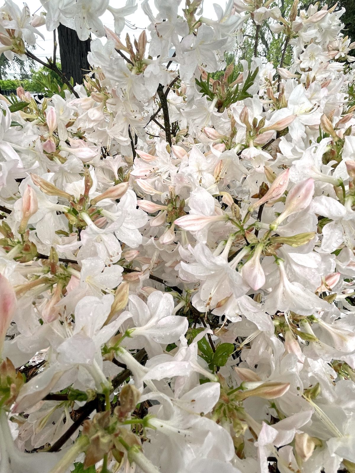 Azalea Exbury Hybrid White Lights c scaled