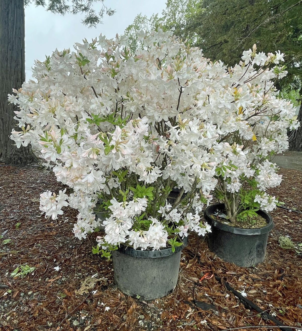 Azalea Exbury Hybrid White Lights d scaled