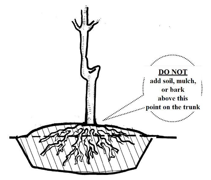 Bare Root Planting Guide - English version