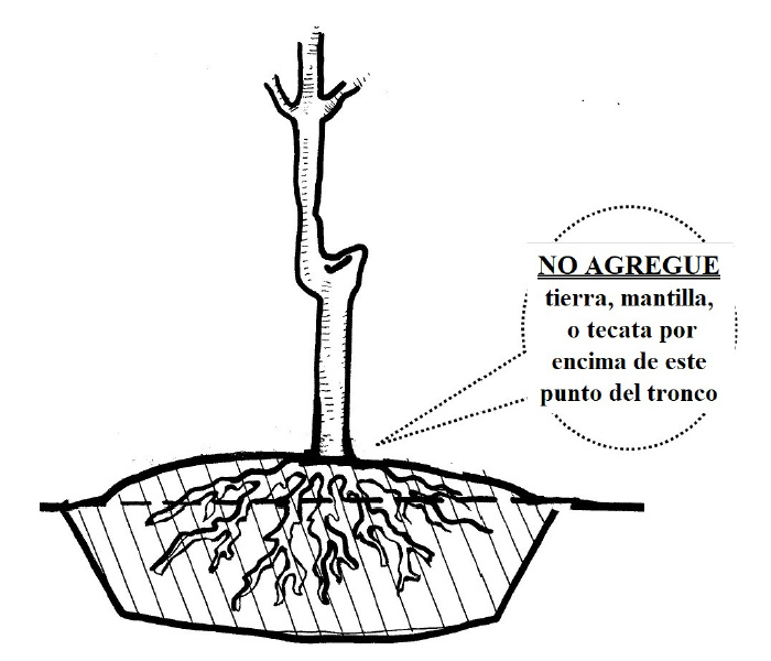 Bare Root Planting Guide - Spanish version