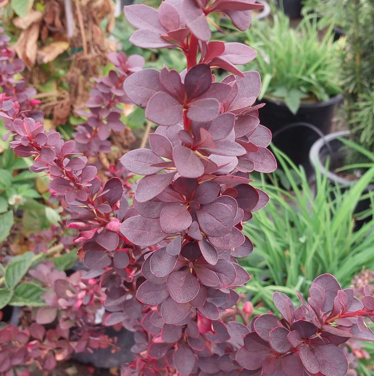 Berberis thunbergii Atropurpurea a