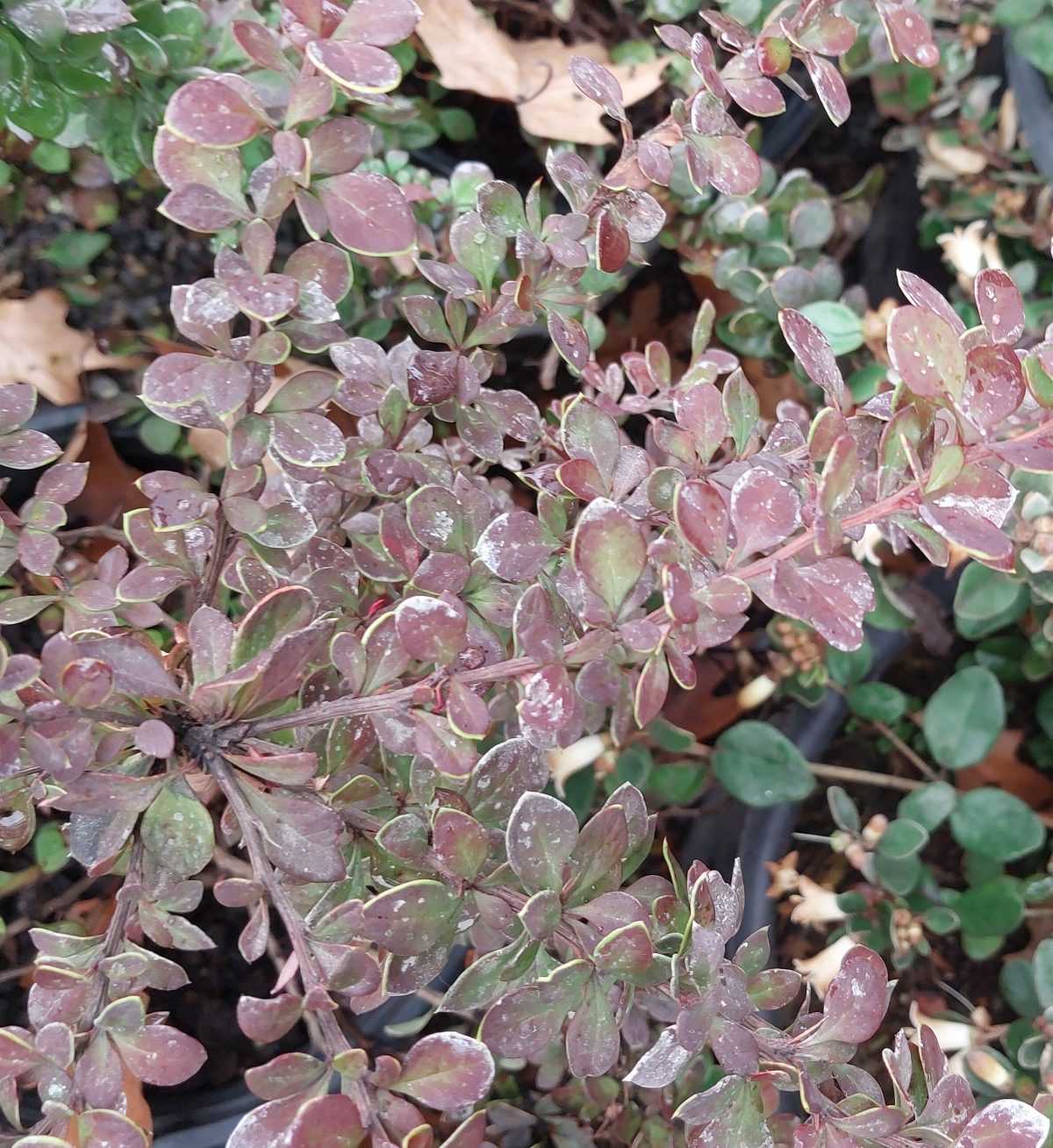 Berberis thunbergii Sunjoy Tangelo a scaled