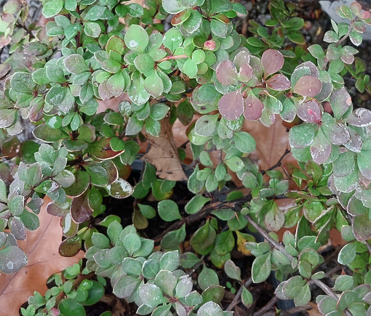 Berberis thunbergii Sunjoy Tangelo b