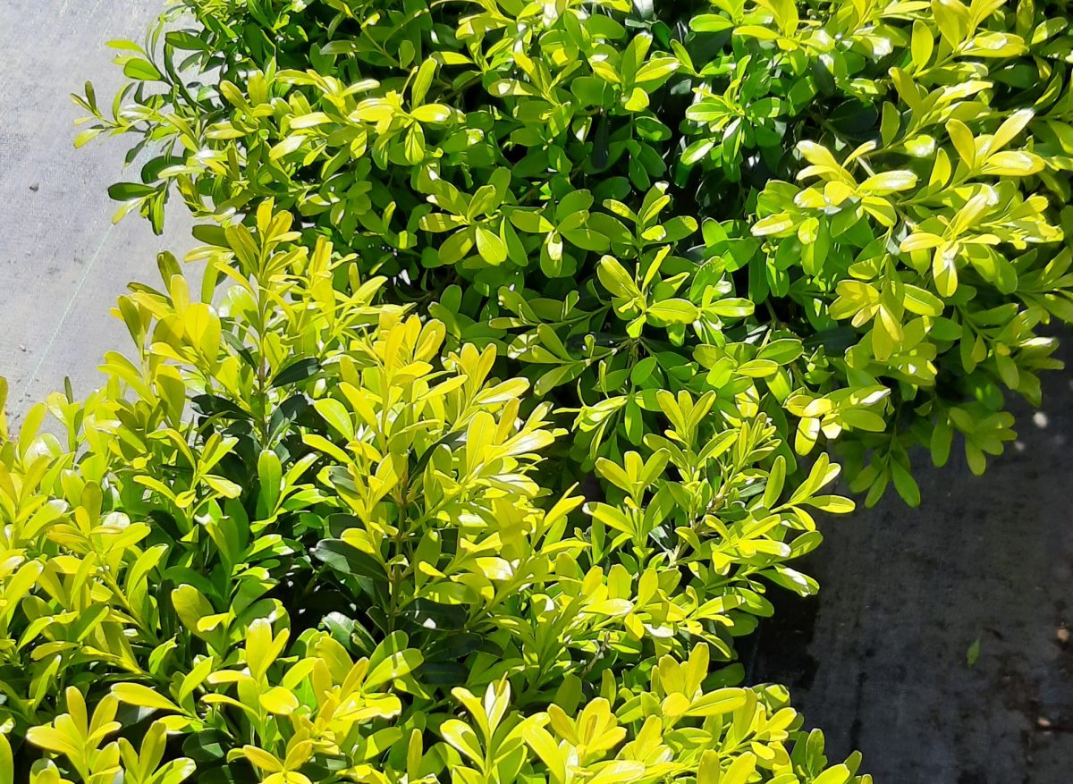 Buxus harlandii a