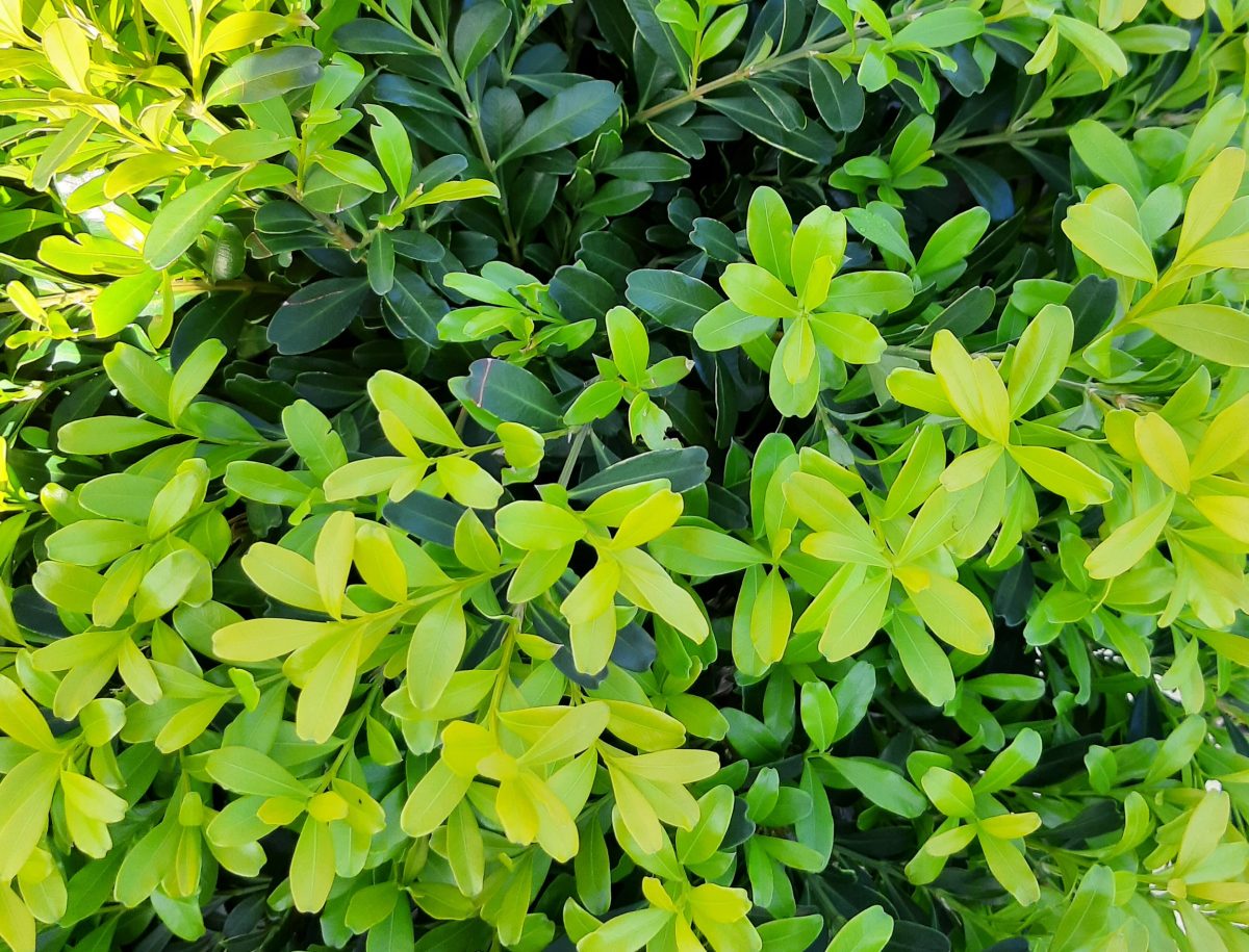 Buxus harlandii b