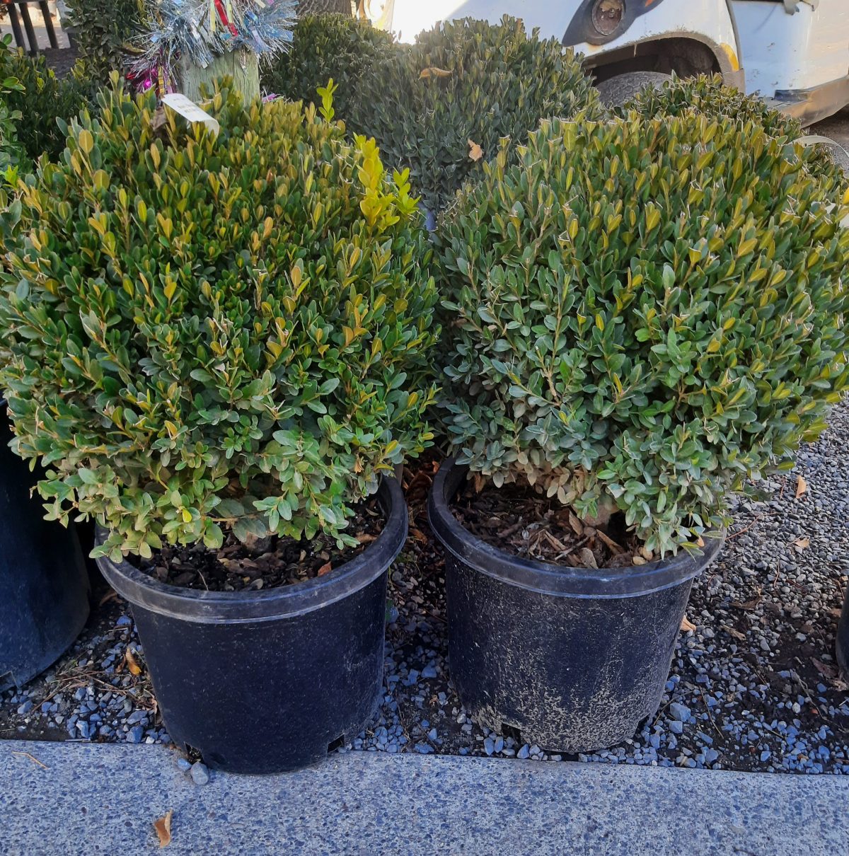 Buxus x Green Mountain GLOBE 24 scaled