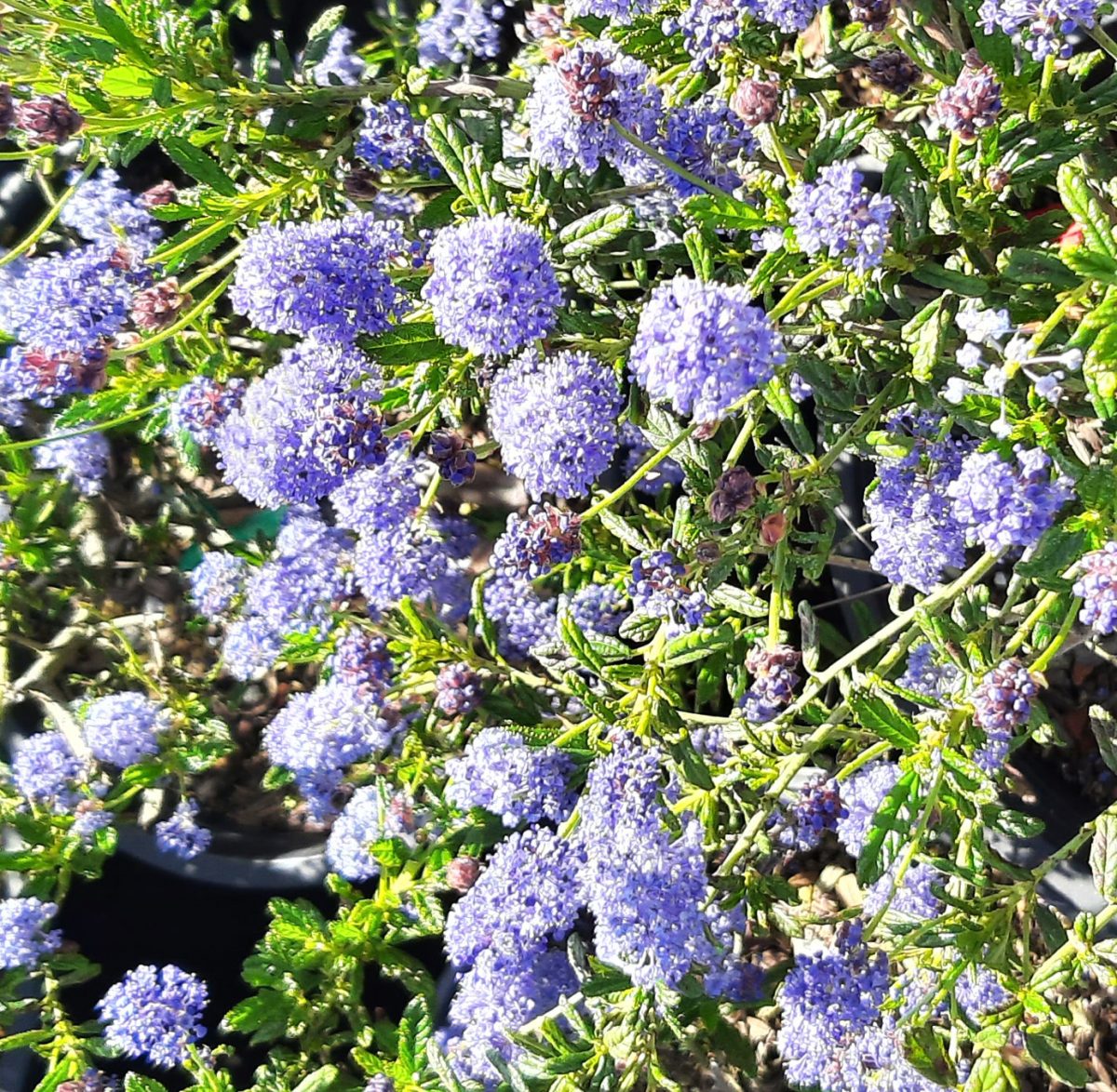 Ceanothus Concha PATIO a