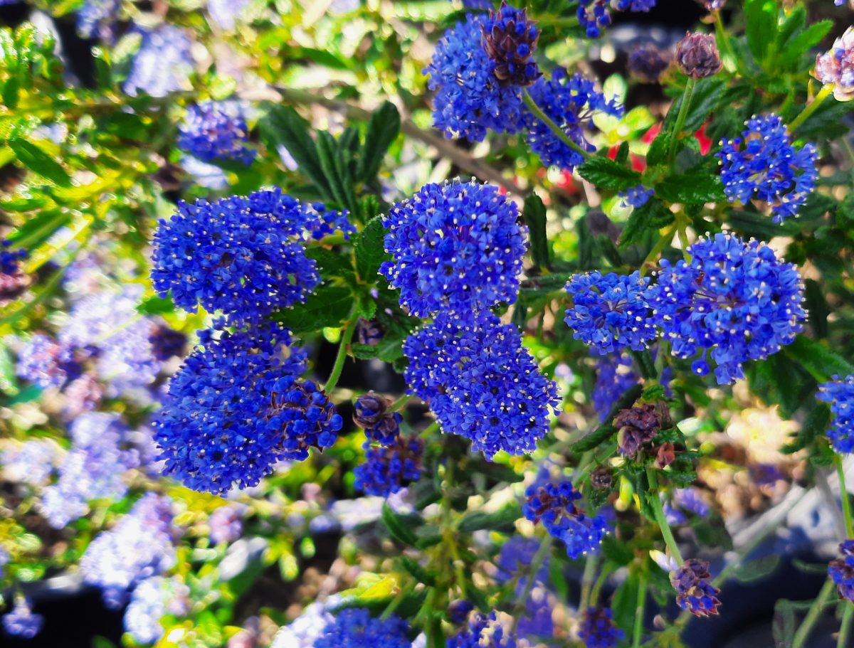 Ceanothus Concha a scaled