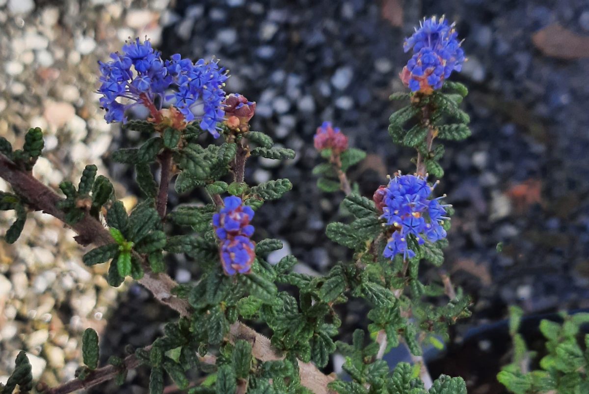 Ceanothus Dark Star b