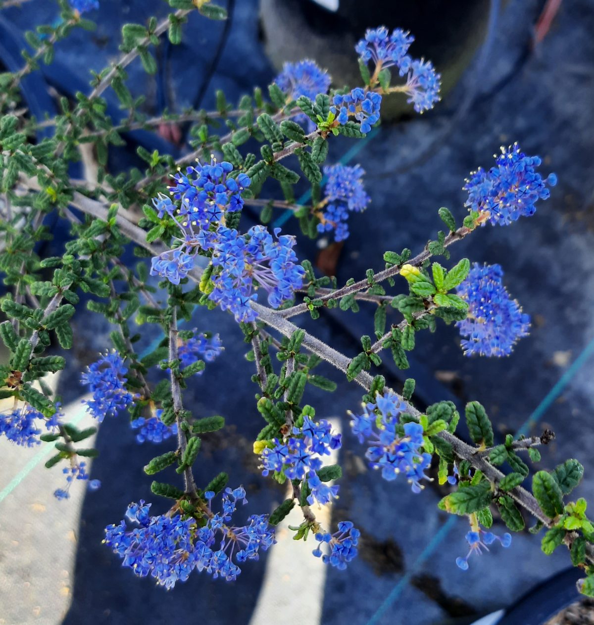 Ceanothus Dark Star c