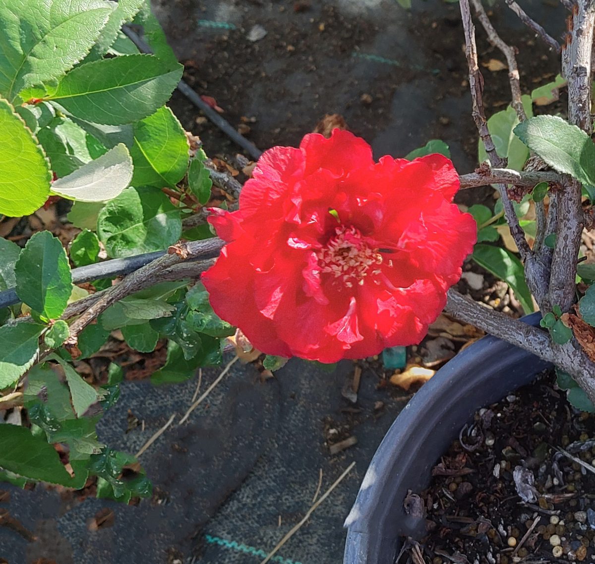 Chaenomeles Double Take Pink Storm a