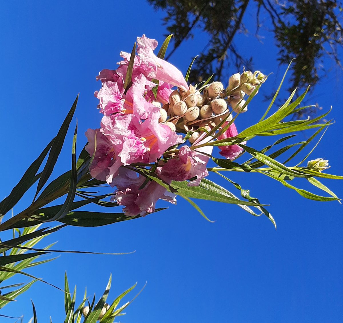 Chilopsis linearis Bubba MULTI a