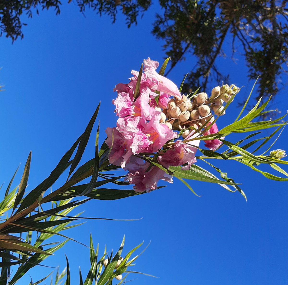 Chilopsis linearis Bubba STD a