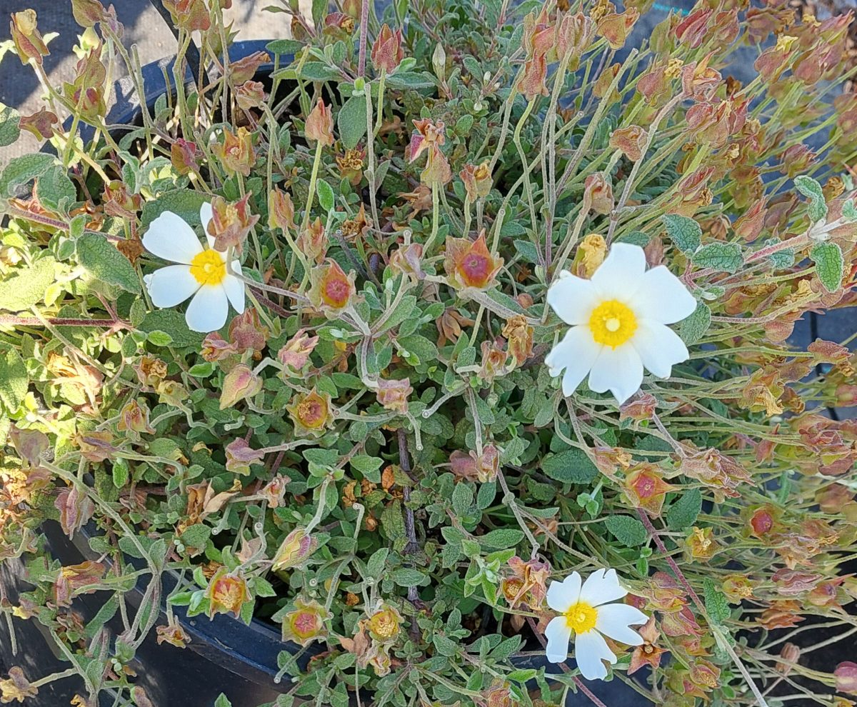 Cistus salviifolius Prostratus a