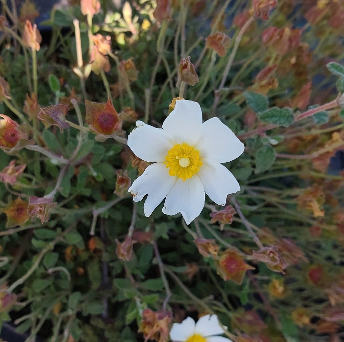 Cistus salviifolius Prostratus b