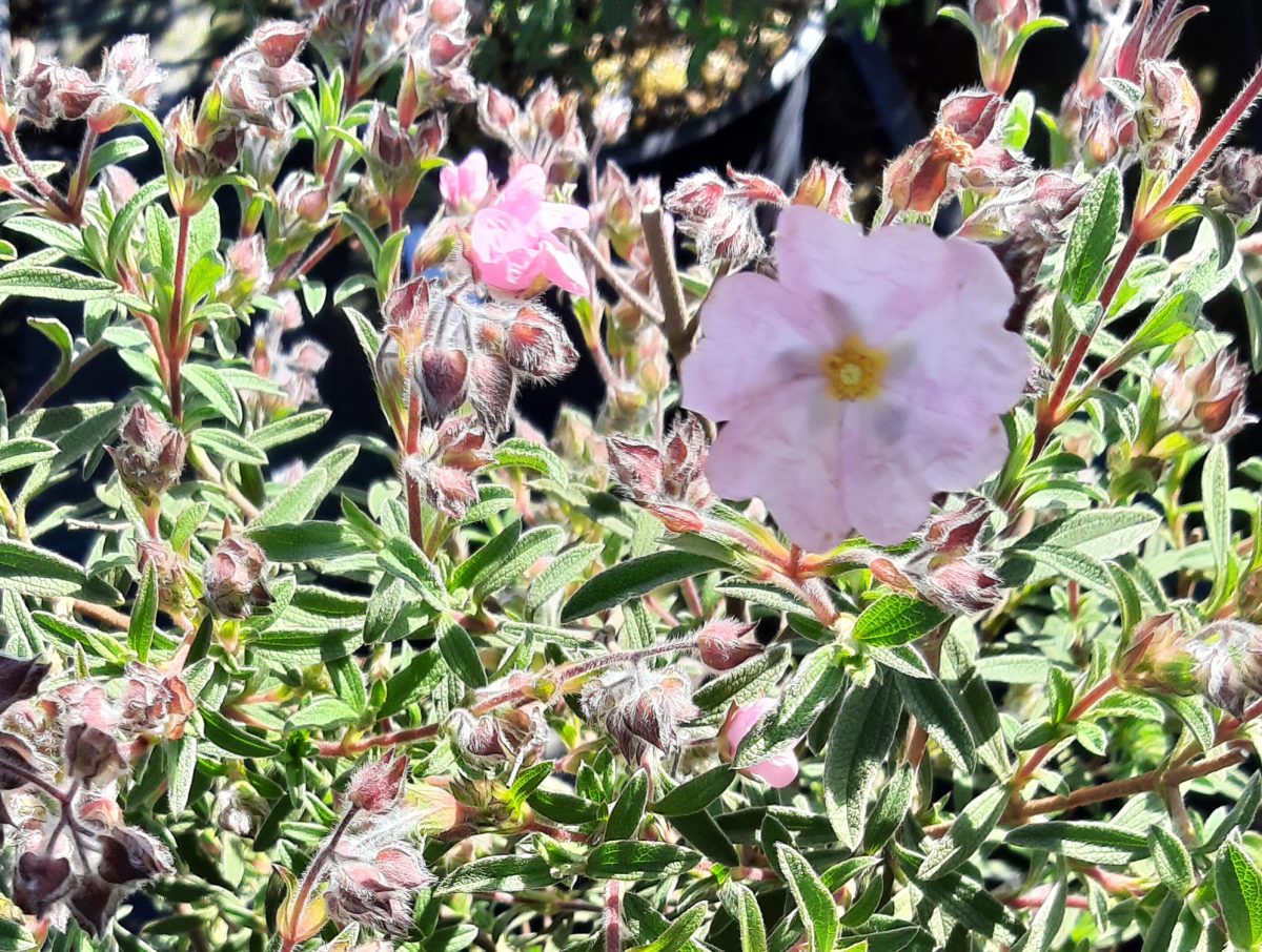 Cistus skanbergii a